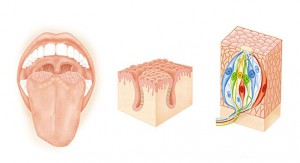 04 Edises Otorinolaringoiatria